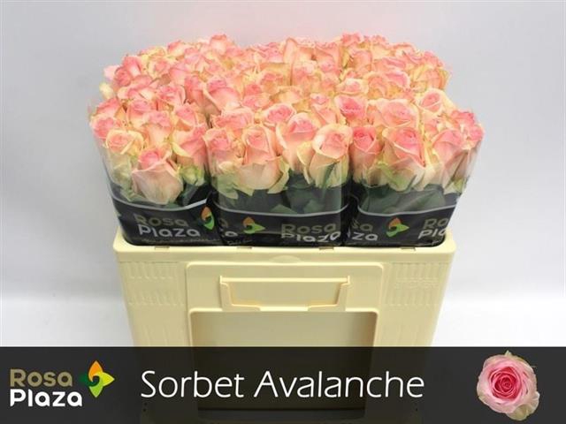 <h4>Rosa la sorbet avalanche+</h4>