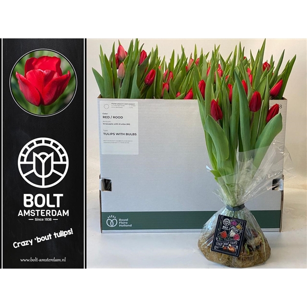 <h4>Red - Tulips with bulbs - Medium Bouquet - 8 Tulips</h4>