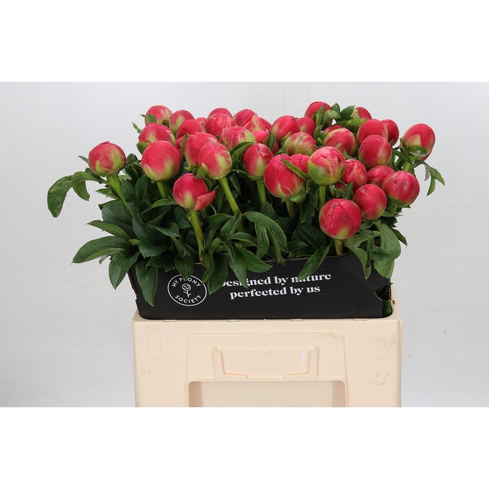 <h4>Paeonia Coral Sunset</h4>