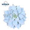 Echeveria Blue Star Cutflower Wincx-5cm