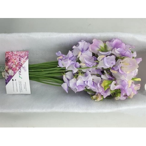 Lathyrus Lavendel Wedding