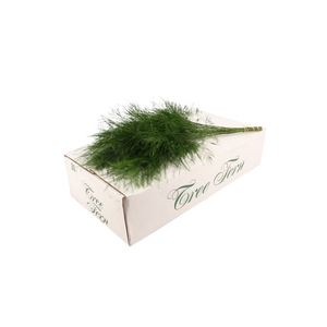 Tree Fern ( White Box )