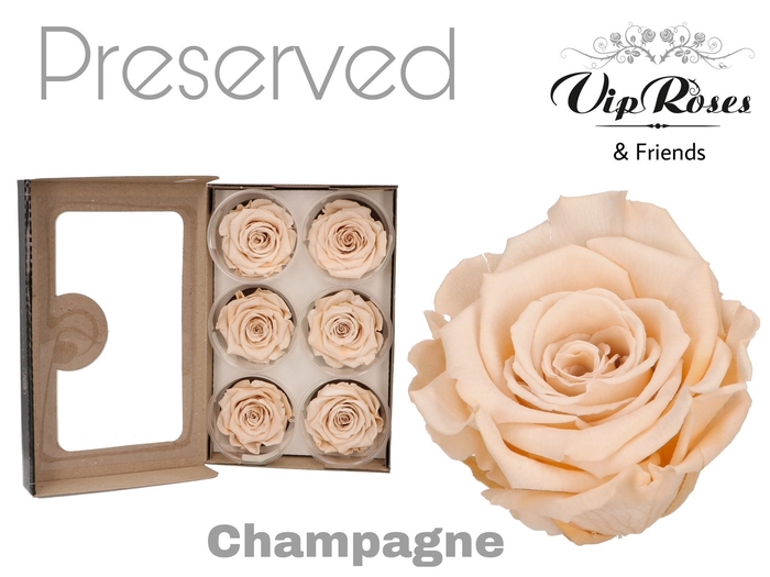 Preserved rosa champagne