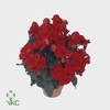 Begonia ''baladin'' rood Decorum