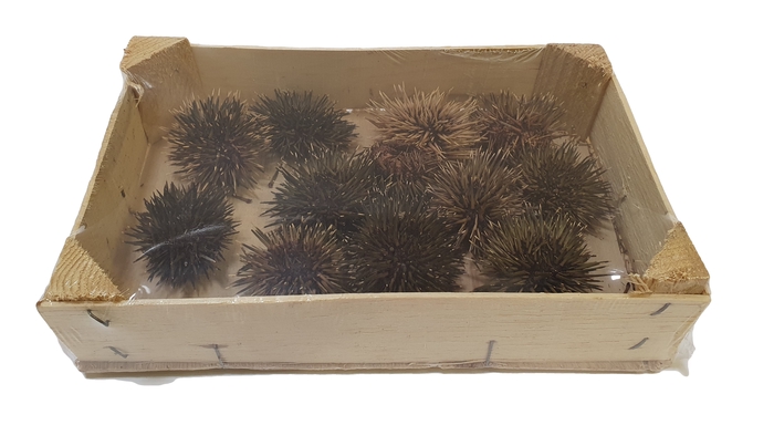 Sea urchin ø5cm 12pc in box natural