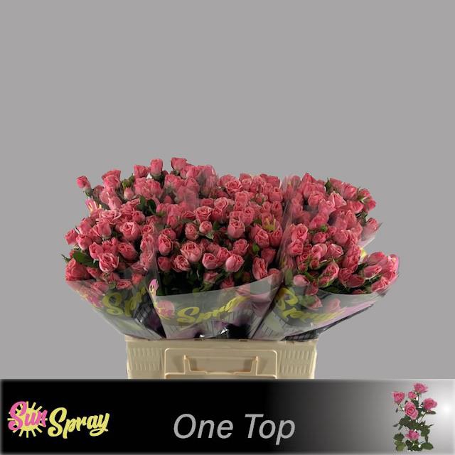 <h4>Rosa sp one top</h4>