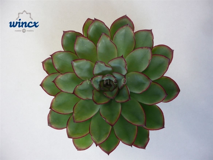 <h4>Echeveria rondo cutflower wincx-5cm</h4>