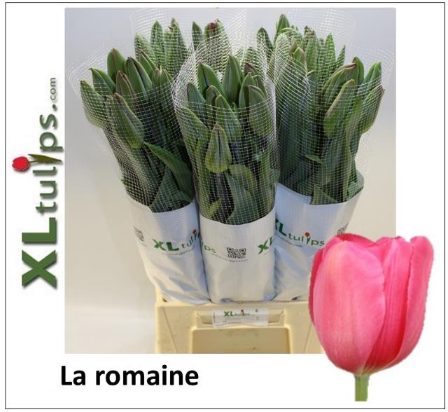 <h4>Tulipa fre la romaine</h4>
