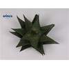 Haworthia limifolia cutflower wincx-8cm