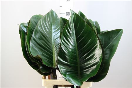 <h4>Philodendron Congo Rood</h4>