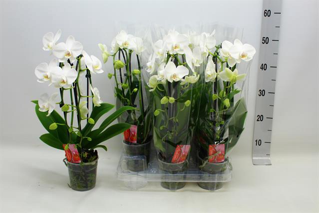 Phalaenopsis Elegans Cascade 12Ø 45cm 2st 16fl