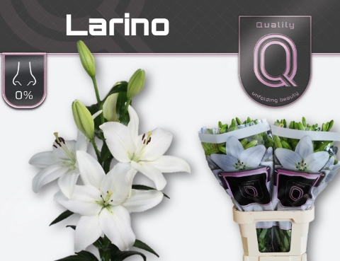 <h4>Lilium la larino</h4>