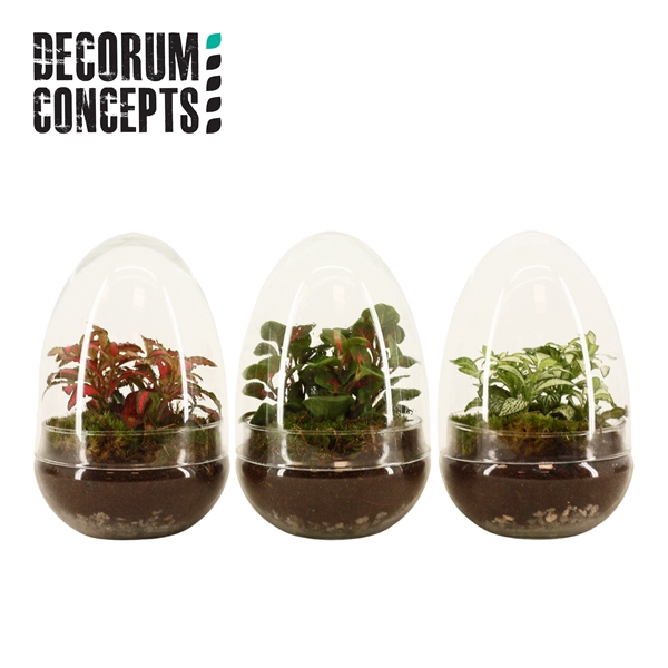 <h4>Terrarium Egg small (Decorum concepts)</h4>