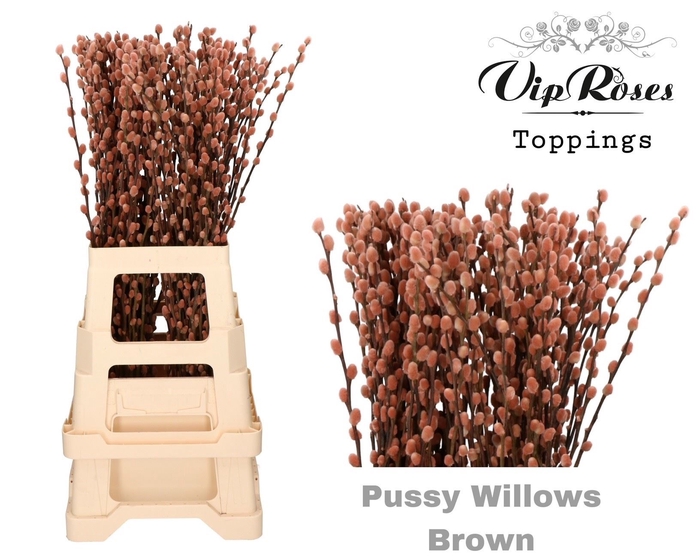 <h4>Salix Pnt Pussy Willow Brown</h4>