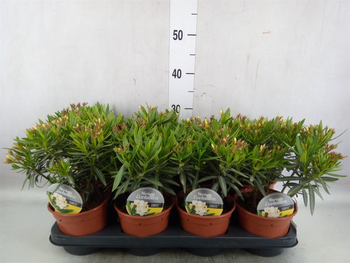 <h4>Nerium oleander   ...</h4>