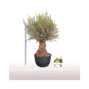 Olea bonsai 120-160 *092*