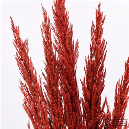 <h4>Dried Pampas Gras Brown (8 Stems) Bunch</h4>