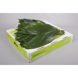 Leaf cocos box XL Green Ocean