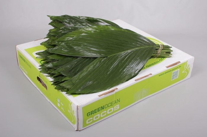 Leaf cocos box XL Green Ocean
