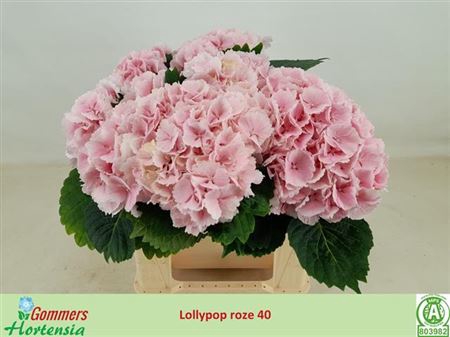 <h4>Hydr M Lolly Pop Rose 40cm</h4>