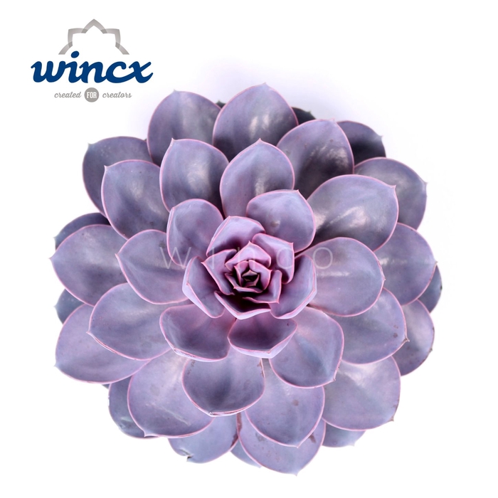 <h4>Echeveria Purple Pearl Cutflower Wincx-12cm</h4>