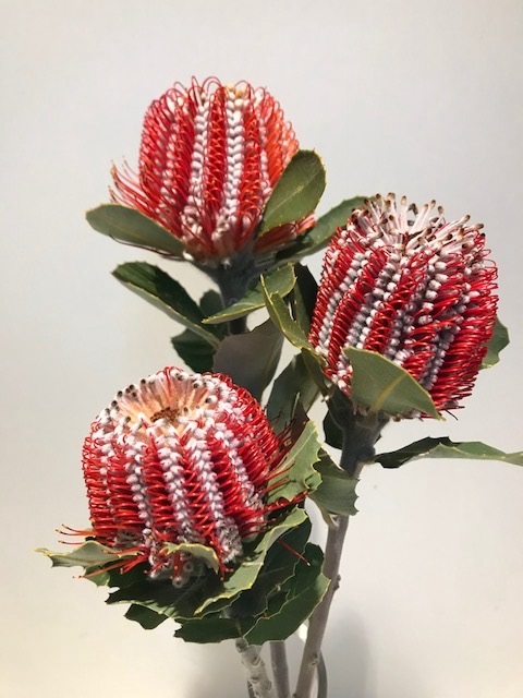 Banksia Coccinea