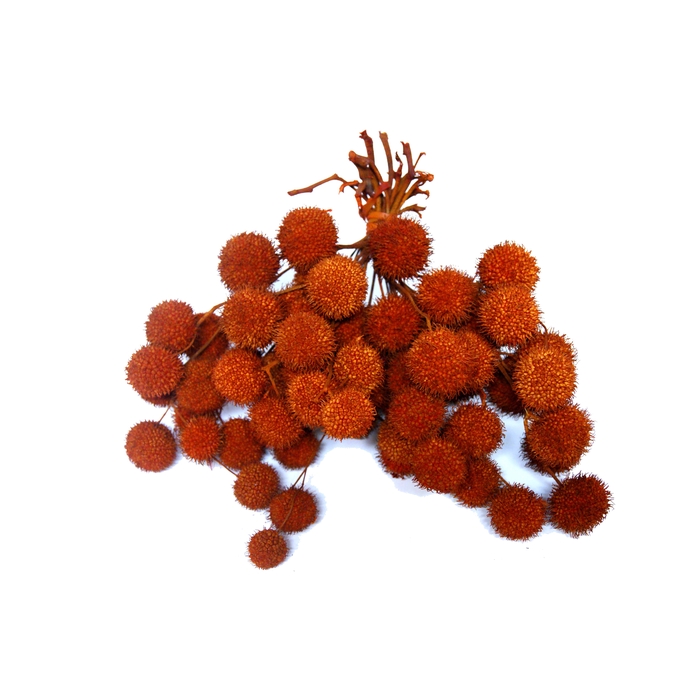 <h4>Small ball per bunch in poly Orange</h4>