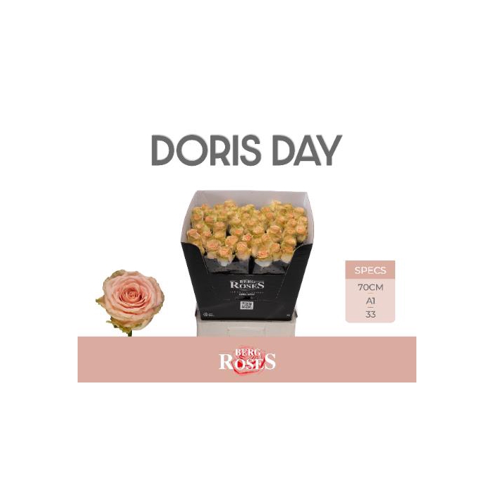 <h4>R Gr Doris Day</h4>