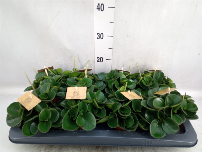 <h4>Peperomia obt. 'Obtipan'</h4>
