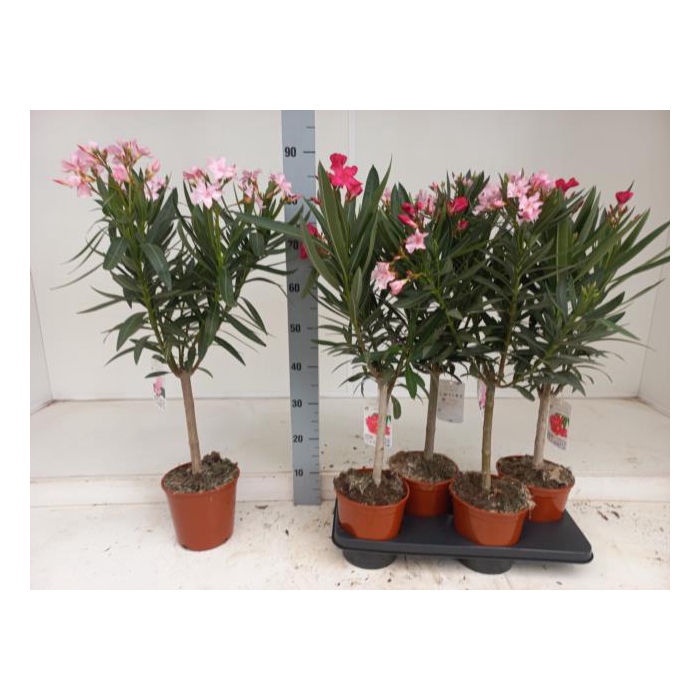 <h4>Nerium oleander (Oleander) 18Ø 75cm</h4>