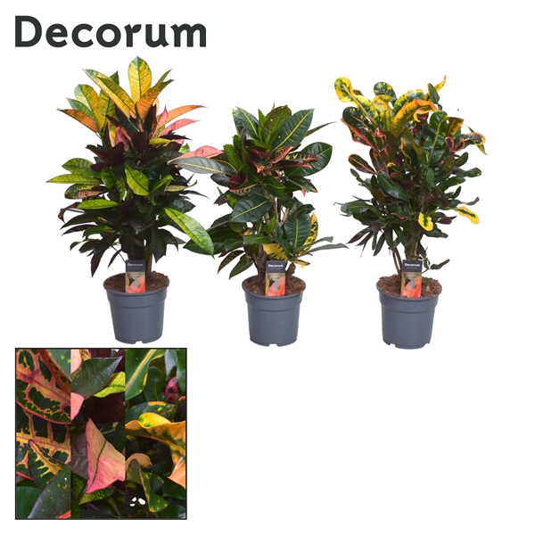Croton vertakt gemengd 2-3 soorten (Decorum)