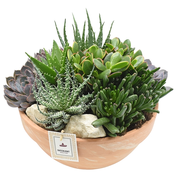 Arrangement Succulent in terracotta bowl 34cm