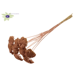 Achillea per stem copper
