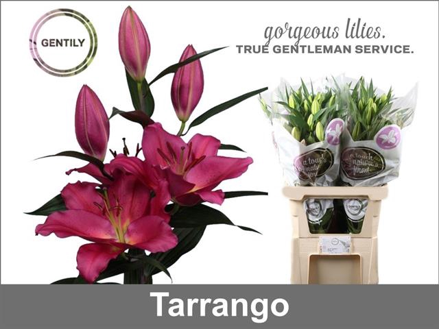 <h4>Lilium or tarrango</h4>
