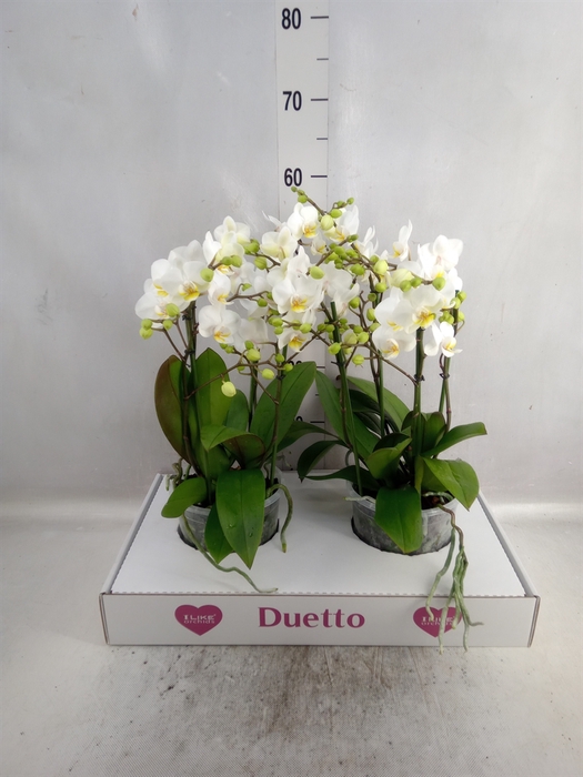 <h4>Phalaenopsis multi. 'FC French Blo'</h4>