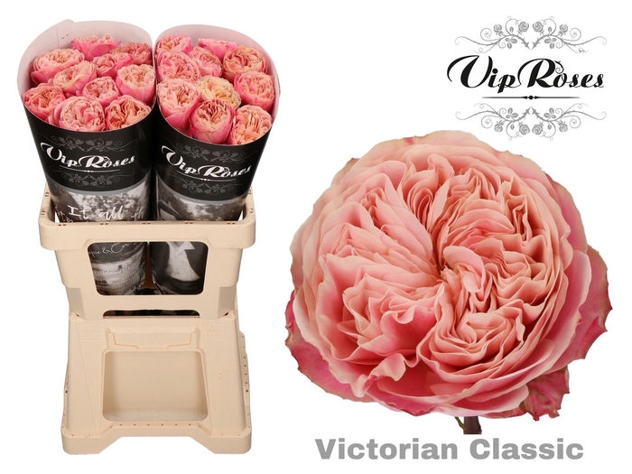 <h4>Rs gr Victorian Classic@</h4>