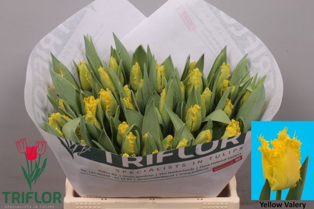 <h4>Tulipa (Fri. Yellow Valery</h4>