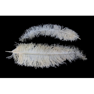 Feather ostrich creme 5st/bunch