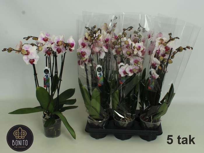 <h4>Phalaenopsis Anthura Denver</h4>