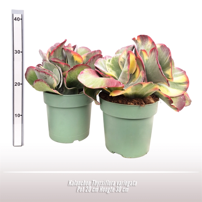 <h4>Kalanchoe Thyrsiflora variegata</h4>