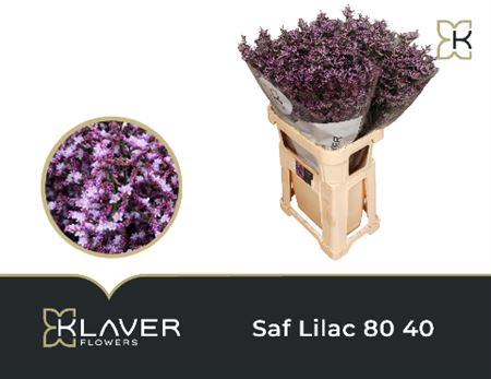 Lim Saf Lilac 80cm