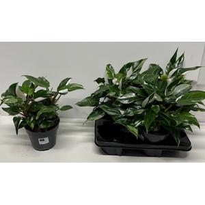 Philodendron White Knight 15Ø 40cm