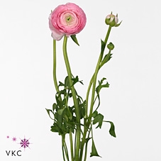<h4>Ranunculus aazur pink</h4>