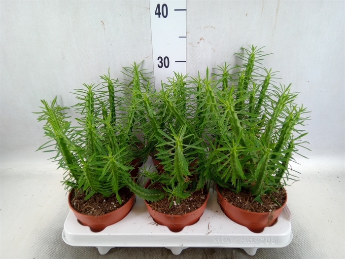 <h4>Euphorbia   ...</h4>