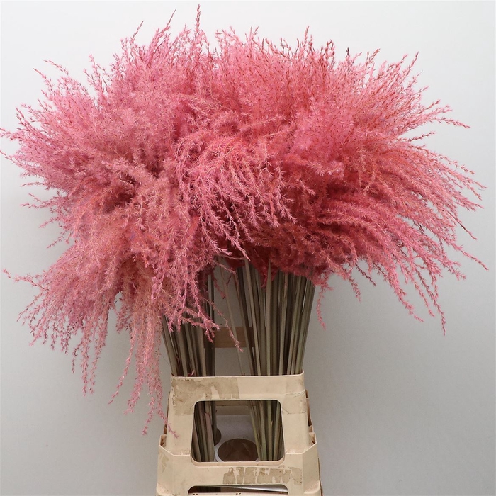 Dried Stipa Feather Light Pink