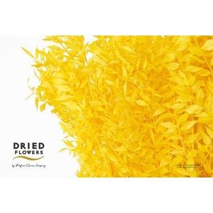 Dried Bleached Ruscus Yellow