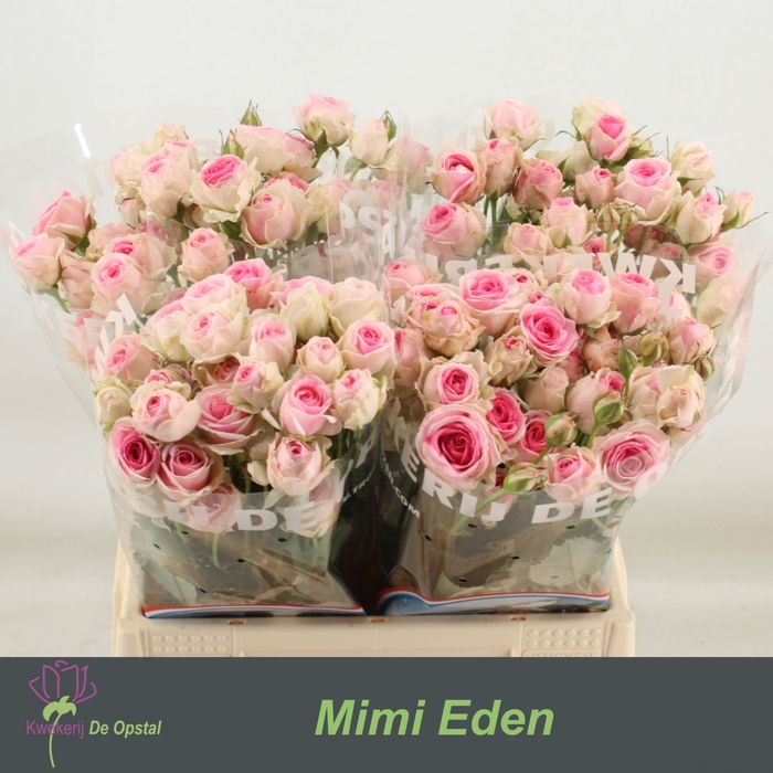 <h4>Rs tr Mimi Eden</h4>