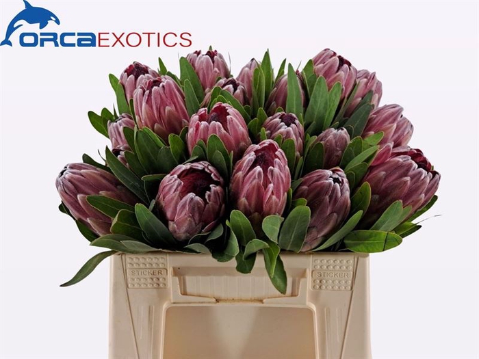 <h4>Protea Pink Ice</h4>