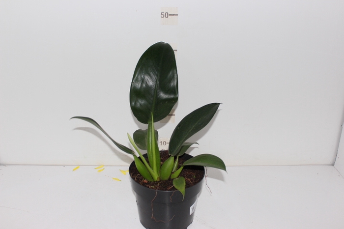 PHILODENDRON PACOVA P20