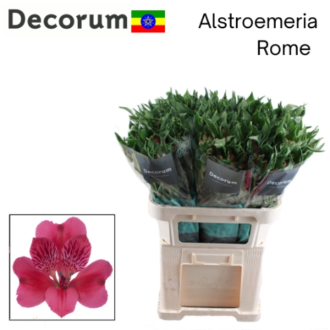<h4>Alstroemeria rome</h4>